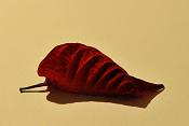 kerstster 1-2013 1963